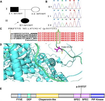 Identification of genetic variants in five chinese families with keratoconus: Pathogenicity analysis and characteristics of parental corneal topography